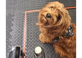 Stressgeruch macht Hunde pessimistisch