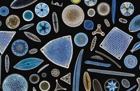 Die Kieselalge als Bioinspiration