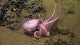 Wer ist Molluske des Jahres 2025?