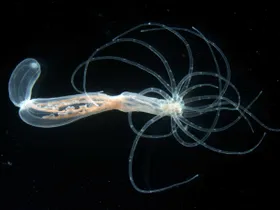 Der geheime Rücken der Anemone