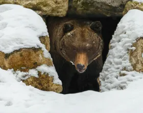Den harten Winterverschlafen