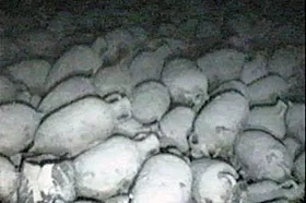 Schiffswrack im östlichen Mittelmeer belegt frühe Fahrten über die offene See