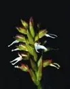 Orchideen für die Dinosaurier