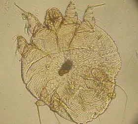 Was Parasiten mit Sprachvielfalt zu tun haben