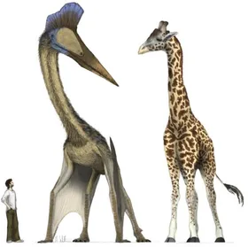 Fliegende Giraffen