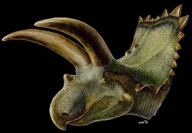 Fossilienfund in Mexiko