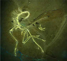 Zuwachs bei den Kronzeugen der Evolutionstheorie