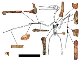 Der Urahn fliegender Giganten