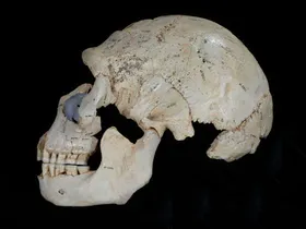 Neandertalisierung...