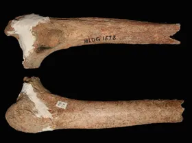 Spekulationen über mysteriösen Urmenschen