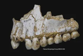 "Aspirin & Antibiotika" beim Neandertaler?