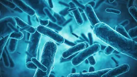 Fördern E. coli-Bakterien Darmkrebs?