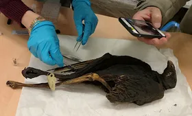 Vogelmumien: Wild- oder Zuchttiere?
