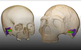 Neandertaler: Hinweis auf Sprachfähigkeiten