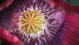 Schlafmohn aus den Alpen