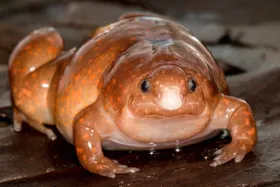 Der „Zombie“-Frosch