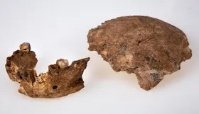 Fossilien eines unbekannten Hominiden