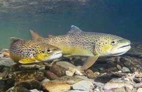 Fische auf Wanderschaft