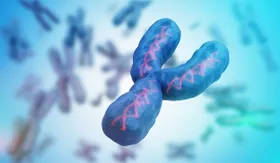 Y-Chromosom: Verlust beeinflusst Krebstumore