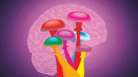 Psilocybin im Test gegen Magersucht