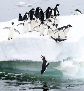 Adéliepinguine auf dem Sprung