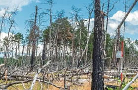 Feuerfester Wald