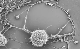 Immunzellen „Zusatz-Batterien“ verschafft