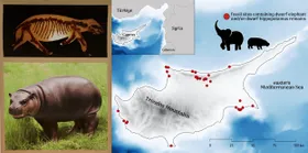 Steinzeitmenschen könnten Zwerg-Megafauna ausgerottet haben