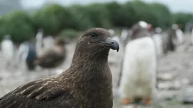 Tiere in der Antarktis mit H5N1-Virus infiziert