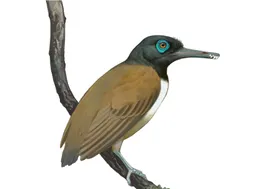 Überraschende Nahrung eines Urvogels