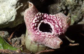 Ursprung des Aasgeruchs mancher Blumen entdeckt
