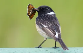 Tarnung oder Warnung: Was die Farben von Insekten beeinflusst