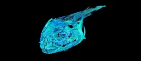 3D-Scan eines antarktischen Eisfisches