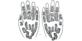 So sahen die Hände der frühen Homininen aus