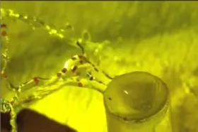 Video der Woche: Reise im Wassertropfen
