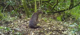 Schnappschuss der seltenen Goldkatze