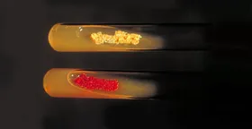 Neues Fungizid aus Meeresbakterien