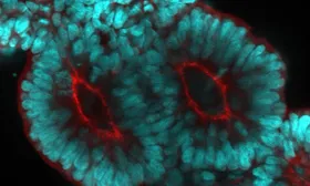 Wie der Wirbelsäulen-Vorläufer im Embryo entsteht