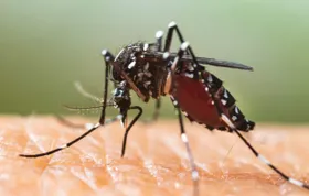 Klimawandel erhöht das Risiko für Infektionskrankheiten