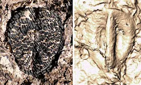 Einblicke in die Evolutionsgeschichte der Weintrauben