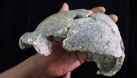 Homo erectus: Vielseitiger als gedacht