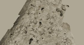 Fußabdrücke belegen Co-Existenz früher Homininen