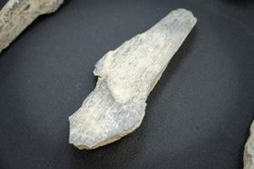 Knochenwerkzeuge schon vor 1,5 Millionen Jahren