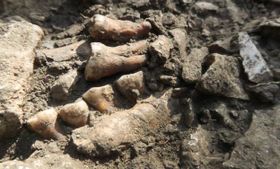 Neandertaler-Linie war 50.000 Jahre isoliert