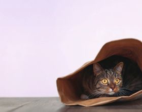 Schrödingers Katze wird immer schwerer