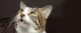 Wie Katzen ihrem Urin individuelle Duftmarken verleihen