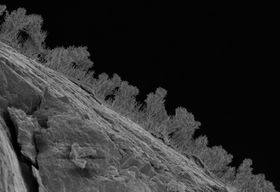 Verborgene Unterwelt: Pilze gedeihen noch in hunderten Meter Tiefe
