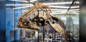 Interview: Auf den Spuren urzeitlicher Meeresreptilien