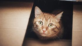 Warum existiert „Schrödingers Katze“ nur in der Quantenwelt?