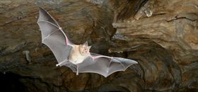 Fledermäuse haben ihren Ursprung in Europa